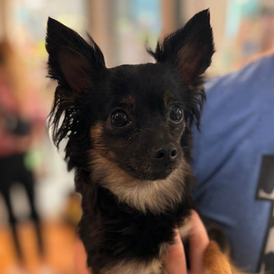 Missy the Shopping Papillon-Chihuahua