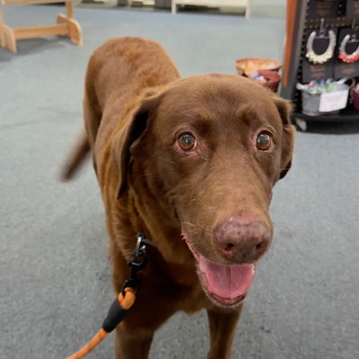 From Duck Hunts to Daytime Snoozes: Meet Trigger