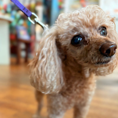 Maya's rescue tale