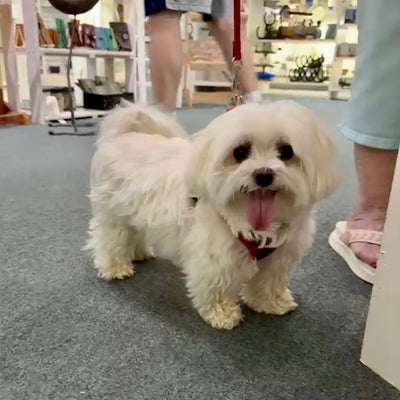 Romeo’s Recovery: A Happy Tail in Frankfort