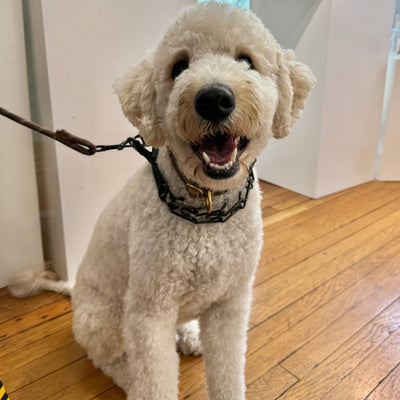 Wait… Another Max?! And He Loves Treats Too!