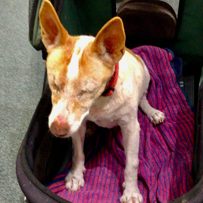 Blind, Deaf & Full of Grace: Cowgirl’s Day Out