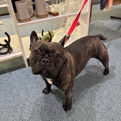 Say aloha to Lilo the frenchie
