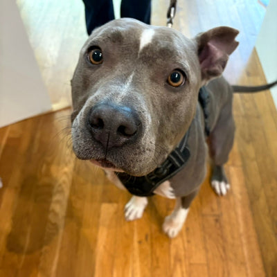 Heraldo the Happy Greeter