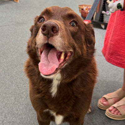 A Walk Downtown with Coach: The Dog Who Knows All the Best Stops
