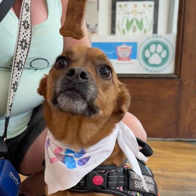 Doshie, the thrifting, squirrel-chasing support superstar