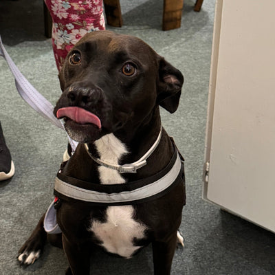 From Rescue to the DJ Booth: Jellybean’s Journey