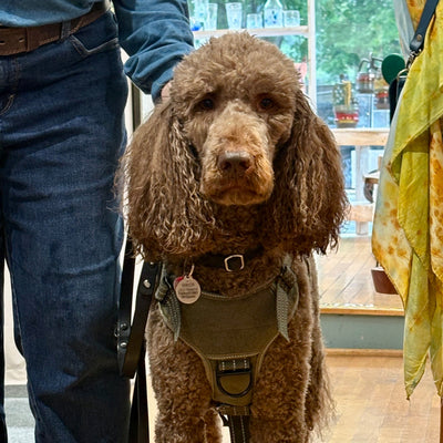 Sir Barton - a poodle with purpose