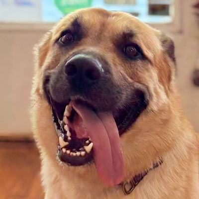 Ryman's paws across borders