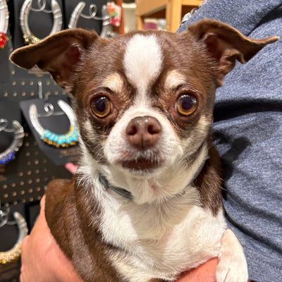 Brownie - small pup, big chill