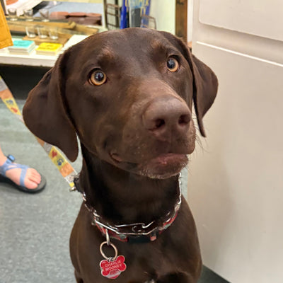 Charlie the chocolate lab steals hearts (and treats)
