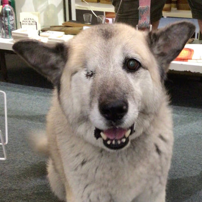 Meet Ella the Akita-Chow