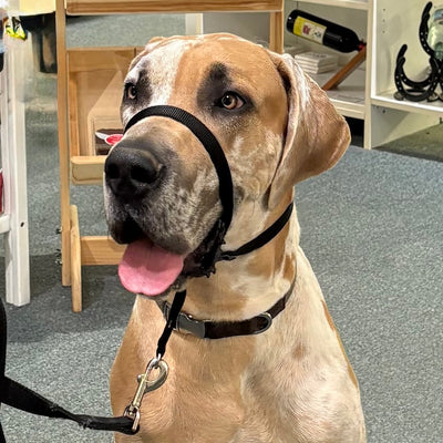 His Royal Highness Monte Carlo the Great Dane